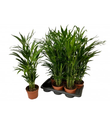 Areca Ø 17 h 85