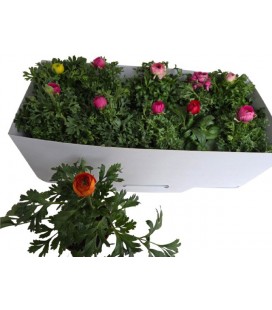 Renoncule sprink pot de 10.5 mix