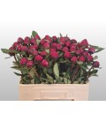 Pivoine Red Sarah bernard 55 cm
