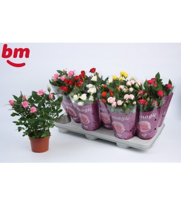 Rosiers mix pot de 10.50  cm