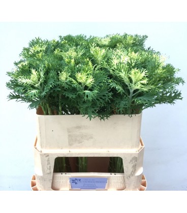 Choux Crane Fea snow 70 cm