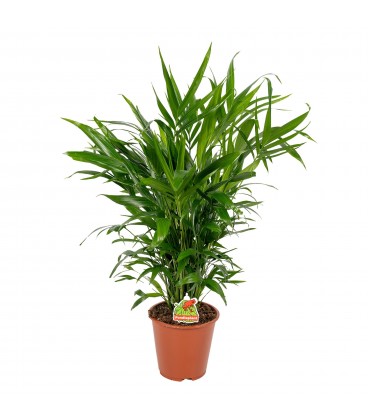 Chamaedorea Cataractarum Ø 20 h 120