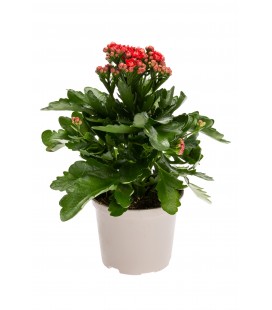Kalanchoe Sia Rouge Ø 10.5