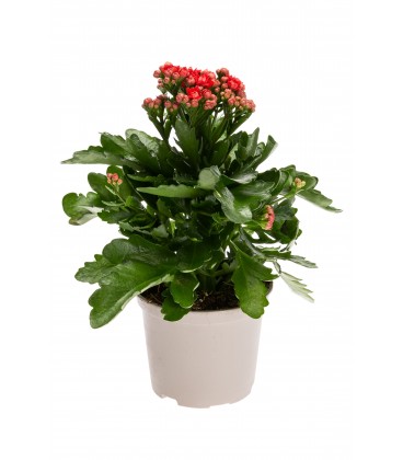 Kalanchoe Sia Rouge Ø 10.5