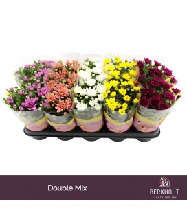 Chrysantheme pot de 12 mix