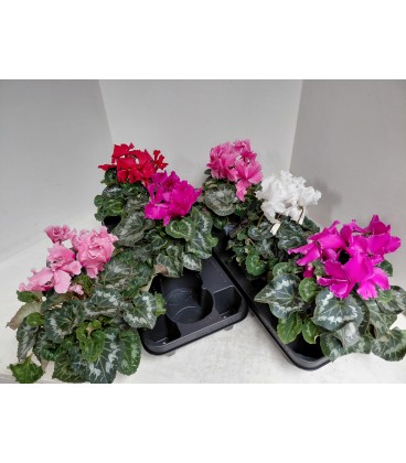Cyclamen Curly Ø13