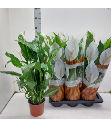 Spathy Sweet chico pot de 17 H75