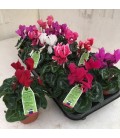 Cyclamen mini sup allure Ø 10.5