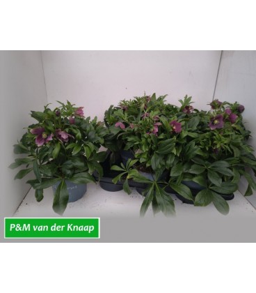 Hellebore Victoria pot de15 rose