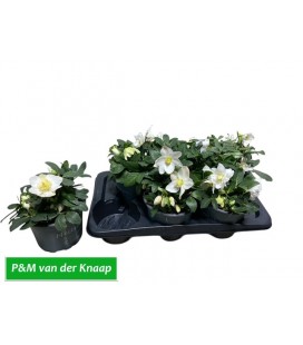 Hellebore Chrismas carol Ø 17 petit