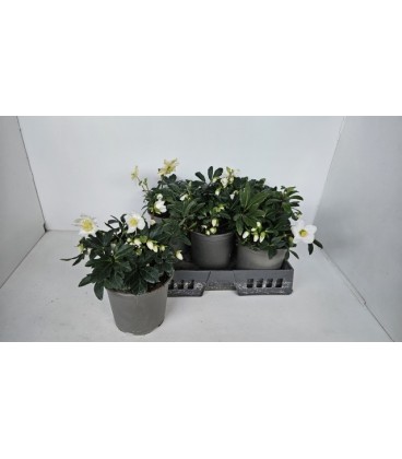 Hellebore pot de 12 H26