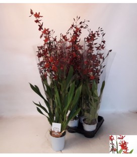 Cambria mix Ø 12 h 75 cm