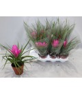 Tillansia Cyanea Josee Ø 10.5