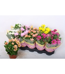 Chrysantheme pot de 12 mix 