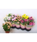 Chrysantheme pot de 12 mix 
