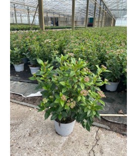Viburnum Tinus pot de 17 h30