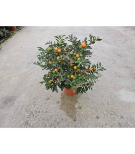 Solanum Thorino Ø 13h 35