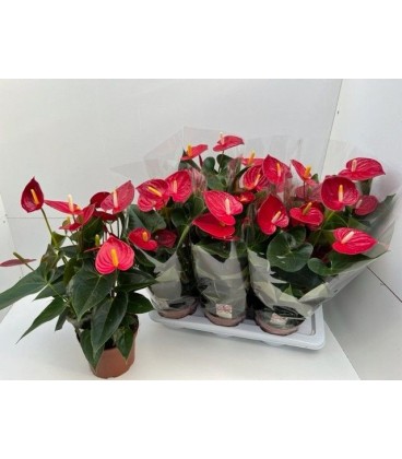 Anthurium Tremendo Ø 17