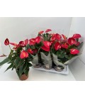Anthurium Tremendo Ø 17