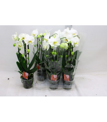 Phalaeno Ø 12 h 45 cm Cascad blanc