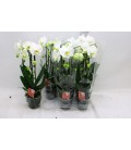 Phalaenopsis Cascade blanc Ø12 H 60