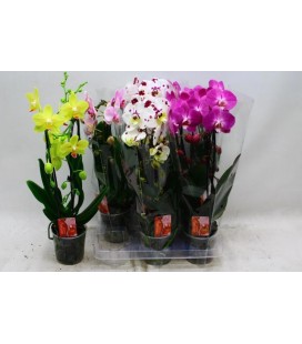 Phalaeno Cascade Mix Ø12 h 45