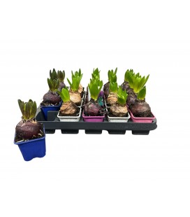 Jacinthe Mélanges 7 Couleurs