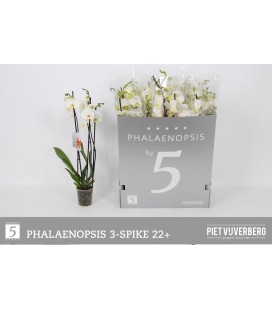 Phalaeno Ø 12 h 70 cm 3B Blanc