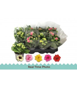 Kalanchoe mix coul Ø 09