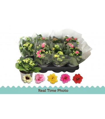 Kalanchoe mix coul Ø 09