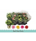 Kalanchoe mix coul Ø 09