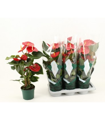 Anthurium Idaho Ø17
