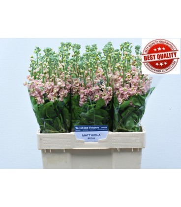 Giroflée Saumon 60 cm