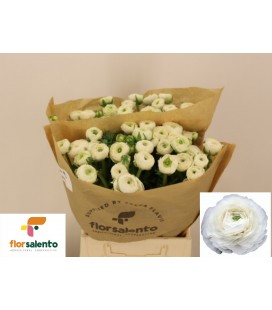 Renoncule Blanche 45 cm 