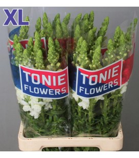 Muflier Mary White 80 cm