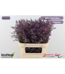 Limonium  Dark Blue 80 cm