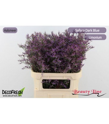 Limonium  Dark Blue 80 cm