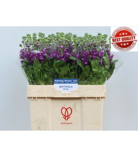 Giroflée Debora 60 cm