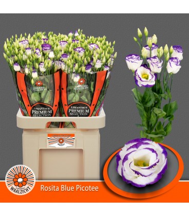 Lisianthus Rosi blue pico 