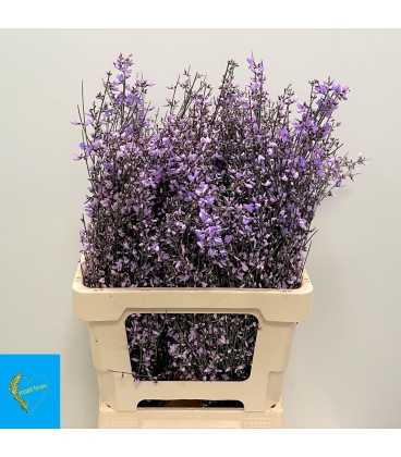 Genet Teinté 65 cm 150 G