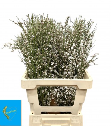 Genet Blanc 65 cm Botte de 350 gr
