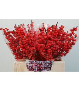 Ilex bais rouge 40 cm