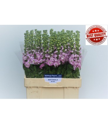 Giroflée Pink 55 cm