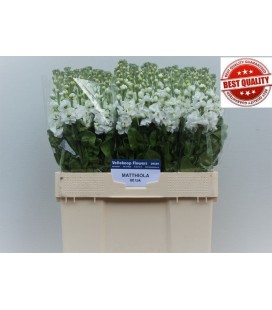 Giroflée Aida Blanche 65 cm