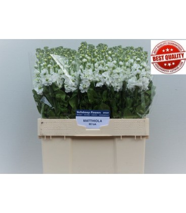 Giroflée Aida Blanche