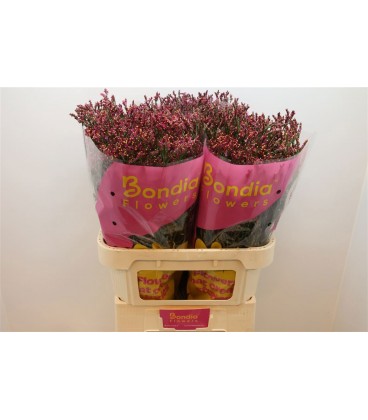 Statice scar diamond 70 cm