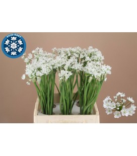 Allium Flocon 45 cm