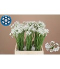 Allium Flocon 55 cm