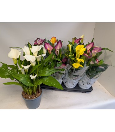 Calla mix pot de 14 h 40