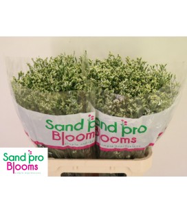 Limonium cool diamond 80 cm